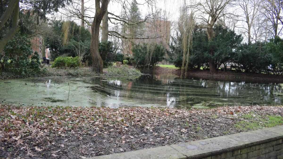Initiative Teich im Pinneberger Drosteipark nicht zuschütten