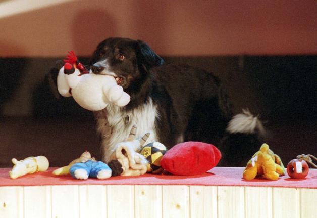 Einige Hunde können über 100 Wörter erkennen
