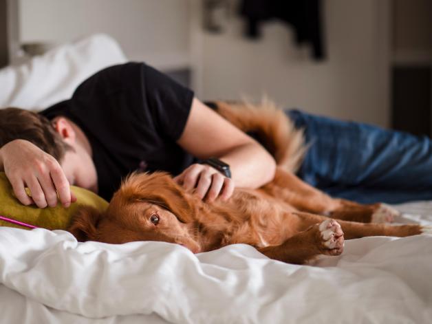 Fnf Grnde, warum Dein Hund mit im Bett schlafen darf