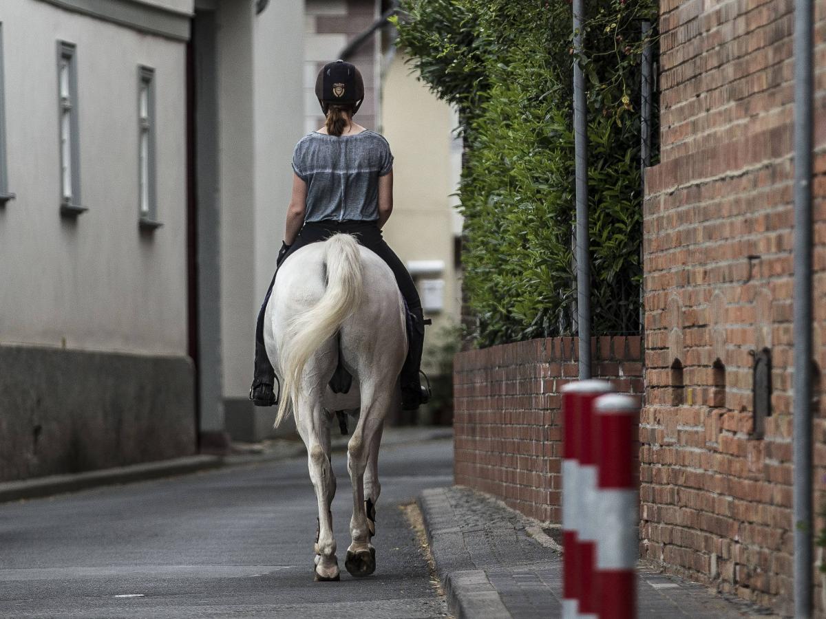 Pferde im Straßenverkehr: Das gilt laut StVO