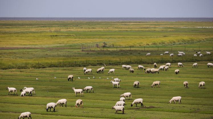 Gestohlene Schafe im Koog an der Nordsee: Wo sind die 87 Tiere? | SHZ