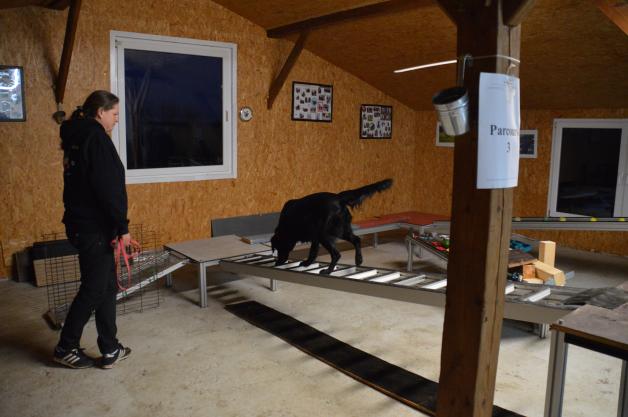 Knnen Hunde Hhen Einschtzen