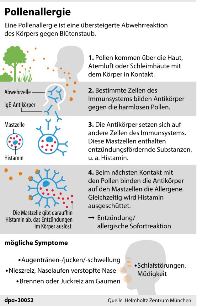 Pollensaison Pollensaison 2024: Intensiver Start - kaum Pausen für Allergiker
