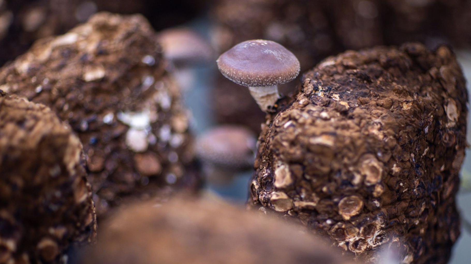 Shiitake und „Pom Pom“: Edle Pilzsorten im früheren Marinebunker