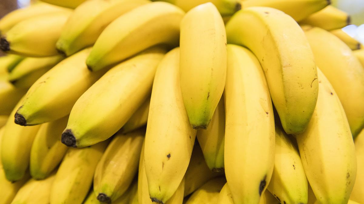 Bananen in Gefahr: Pilz bei Cavendish-Sorte  droht Aussterben?