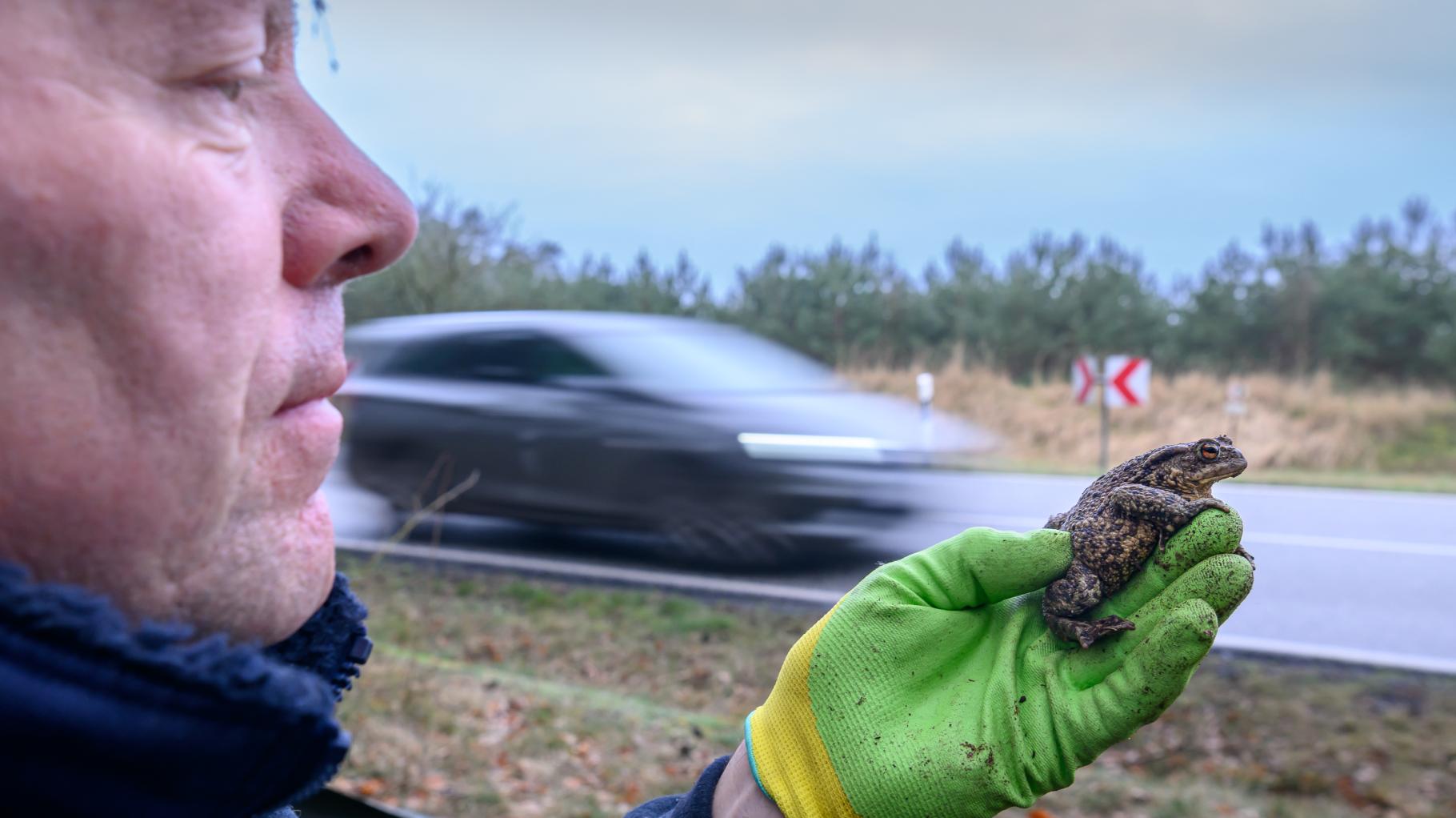 Wie Helfer von „Kitz und Kaule“ bei Schwerin tausende Kröten vor dem Tod retten