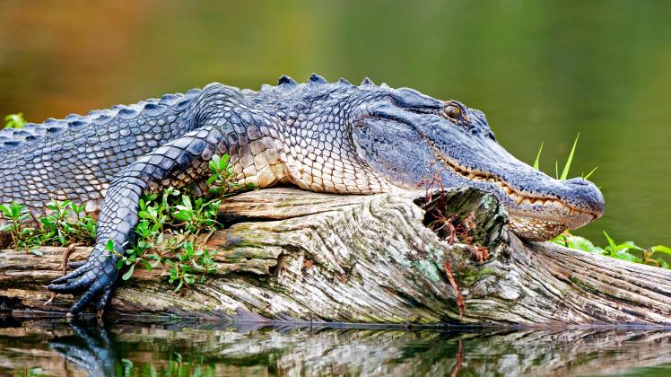 Guten Morgen Eckernförde: Albert der Alligator muss weichen