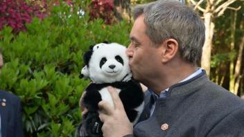 Premierminister und Pandas: Söder in China