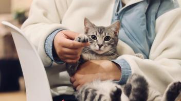 Tierarzt Tierärztin Katze Tier Symbol Symbolfoto