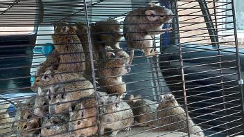 Die Degus sind vergleichbar mit Ratten: In einer Privatwohnung wurden die Nagetiere in Käfigen gehalten.