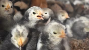 Die Küken der Lakenfelder Hühnerrasse in ihrem Käfig beim Kükenmarkt in Kuchelmiß.