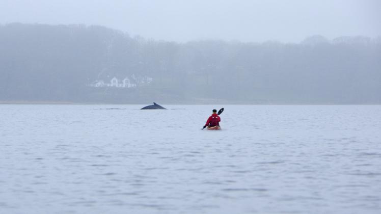 Dieses eindrucksvolle Foto von dem Wal vor Fahrensodde gelang Jörg Knorr in seinem Kajak.