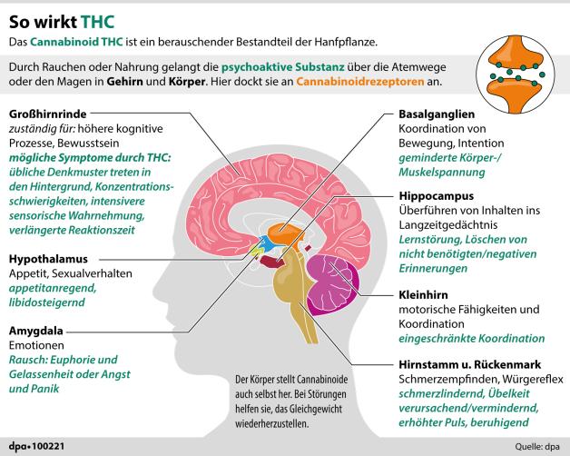 Definitionen: Was bedeuten Cannabis, Marihuana, Haschisch, Ganja?