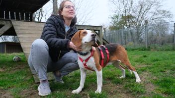 Daniela Dorn Tierschutzverein Nordfriesland Lasse Bracke Hund gerettet