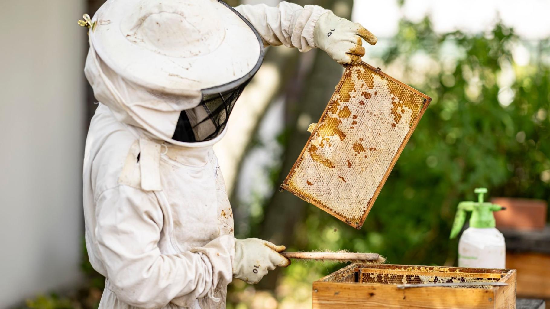 Imkerin aus Satow erklärt die Bienenhaltung