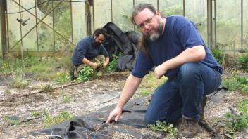 Alexander Morlang und Bahram Nikpur ernten Unkraut in der alten Gärtnerei, um Platz für Cannabis-Pflanzen zu schaffen.