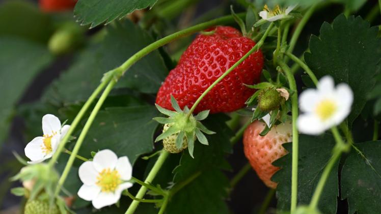 Übersicht der Stände Hier gibt es 2024 Erdbeeren in Melle