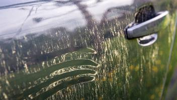 Yellow  pollen  grains  layer  on  car  paint.  Trees  and  flowers  pollen  covering  car  exterior