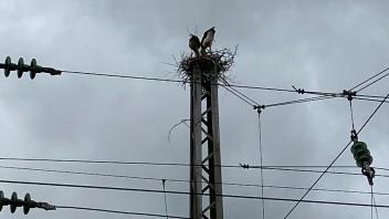 Umgeben von Stromleitungen baut dieses Storchenpaar an der Bahn in Aschendorf ein Nest.