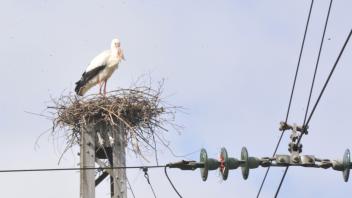 Unter beziehungsweise über Strom: Auf diesem Mast an der Bahn in Aschendorf baut ein Storchenpaar in Aschendorf seit einigen Tagen ein Nest.