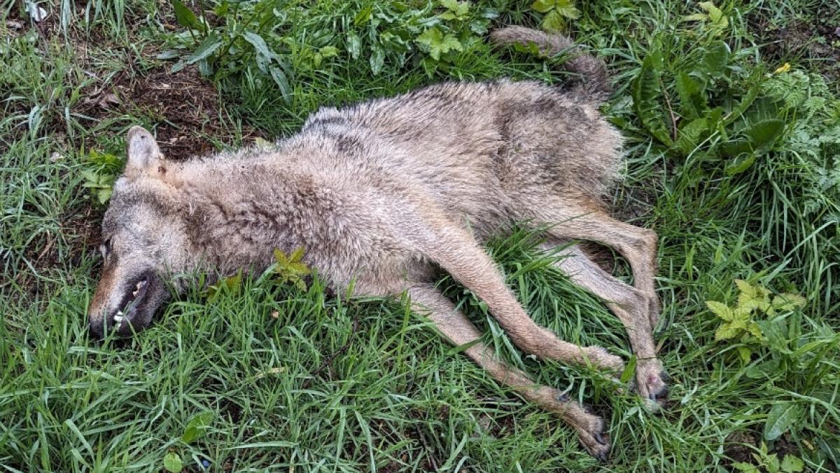 Auf B70 In Völlenerfehn überfahren: Woher Stammt Der Wolf? | NOZ