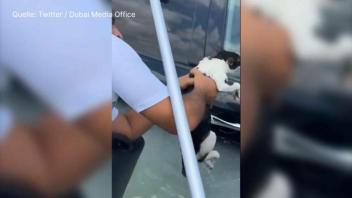 Überschwemmungen in Dubai: Polizei rettet Katze vor Ertrinken