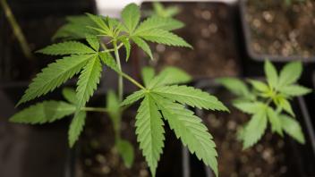 Cannabis-Anbau: Wie geht das und wie viel ist erlaubt?
