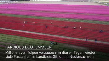Farbiges Blütenmeer: Millionen Tulpen blühen in Niedersachsen