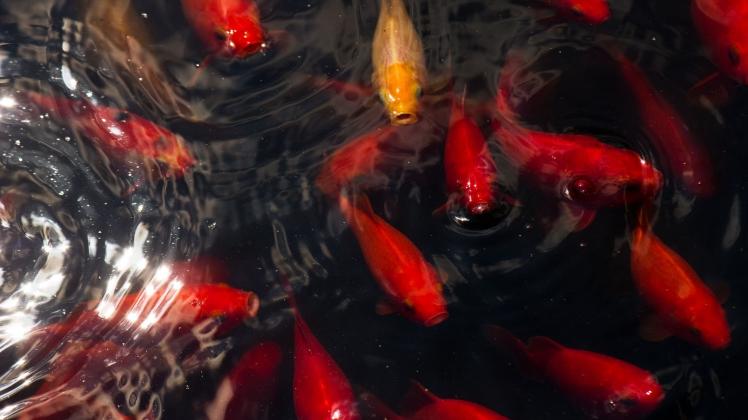Rund 80 Kois und Goldfische aus Gartenteich bei Wittenburg gestoh NNN