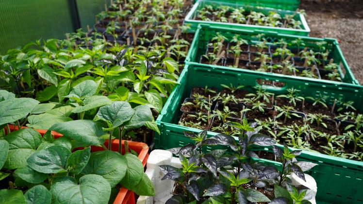 59+ Felix Hobby Garten, Im januar 2026 wird der termin für die