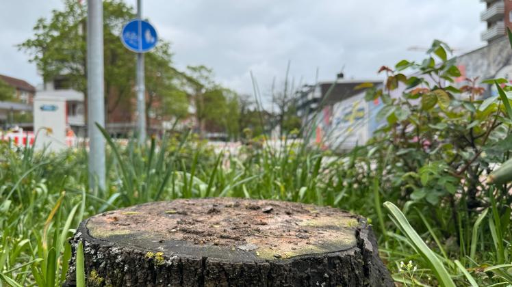 Versch rfte Baumschutzsatzung In Wedel Das Hat Sie Gebracht versch-rfte-baumschutzsatzung-in-wedel-das-hat-sie-gebracht