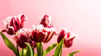 tulpenstrauß,tulpenstrauss,tulpensträusse,tulpensträuße ** tulips bouquet,tulips bouquets 615-fjp