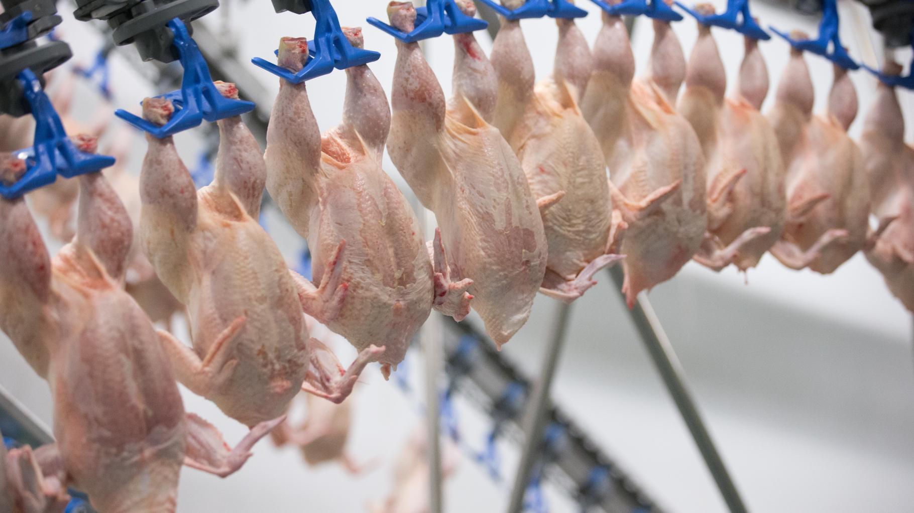 „Bei höherer Mehrwertsteuer auf Fleisch werden Tiere für Mülltonne geschlachtet“