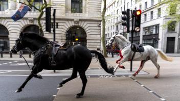 Pferdevorfall in London