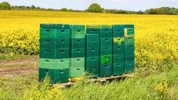 Viele grüne Bienenkästen auf einem Rapsfeld in Norddeutschland *** many green Beehives at a Rape field in Northern Germa
