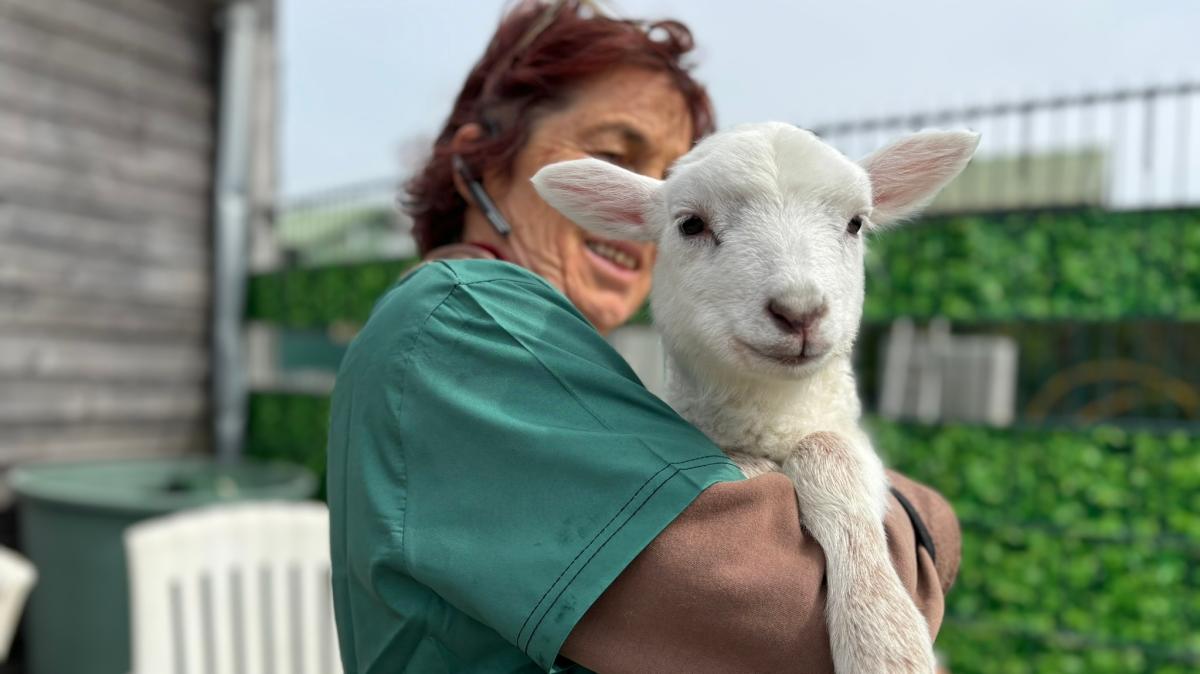 Tierärztin Föhre: Streit um Tierschutz bringt sie ins Fernsehen - gesundheit news from SHZ