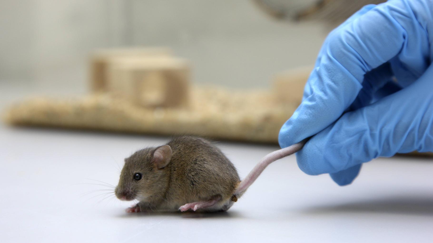Tierversuche: Gericht verbietet Uni Osnabrück die Tötung von 128 Mäusen