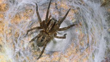 Nosferatu-Spinne, Nosferatuspinne (Zoropsis spinimana), Weibchen bewacht Eikokon, Deutschland Spiny false wolf-spider (Z