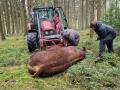 In Eggermühlen brach am Donnerstag ein Bulle aus. Ein Jäger tötete das Tier in der Maiburg.