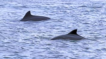 Zwei Gewöhnliche Schweinswale (Phocoena phocoena) zeigen ihre dreieckige Rückenflosse beim Auftauchen an der Nordseeküst