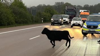 Ein Jungbulle machte bei Stapelfeld den Verkehr unsicher und musste von Polizisten und Autofahrern eingefangen werden.