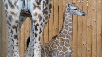Steht schon auf eigenen Beinen: Am Montag wurde Giraffenbaby „Nya“ im Zoo in Emmen in den Niederlanden geboren. 