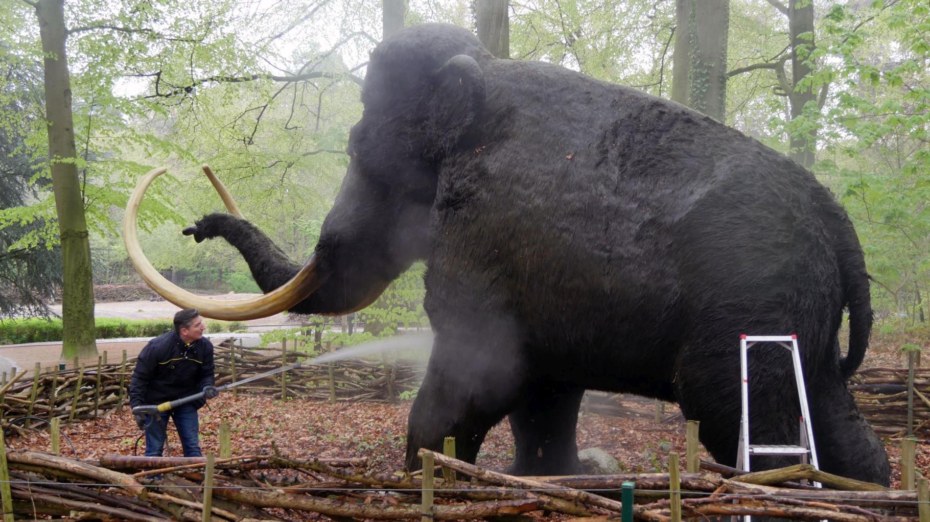 Ordentlich abgestrahlt: Frischekur für Mammut Manni im Rostocker Zoo