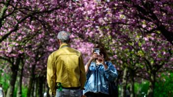 A couple walks under flowering cherry trees in Berlin, on April 8, 2024, as temperatures soared to 26 degrees centigrade in the capital. (Photo by John MACDOUGALL / AFP)