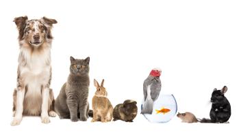 Group of different kind of pets, like cat, dog, rabbit, mouse, chinchilla, guinea pig, bird and fish on a white backgrou