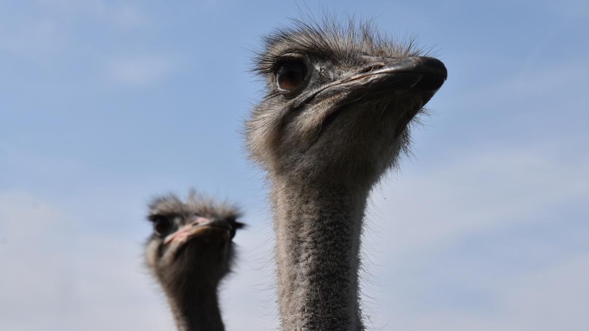 Die Big Birds Farm in Fahrdorf präsentiert rund 20 Strauße | SHZ