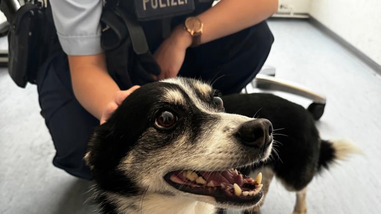 Hund vor LidlDiscounter im Bahnhof HamburgAltona geklaut