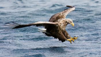 Ein mächtiger Seeadler kurz vor dem Ergreifen seiner Beute im Passader See.