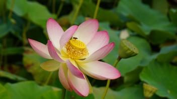 Die Lotosblüte gilt in vielen Kulturen Ostasiens als heilig. Eine Führung zu diesem Thema gibt es am 28. Juli im Arboretum.