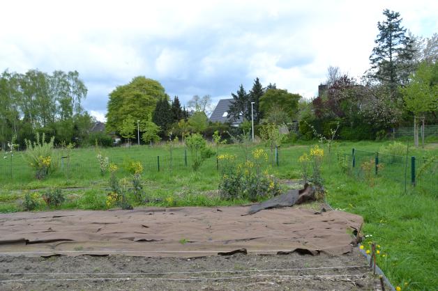 GartenExperte mahnt Darum ist auch Giersch im Garten wichtig NNN
